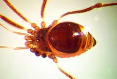 Crosbycus dasycnemus