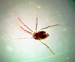 Crosbycus dasycnemus