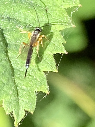 iNaturalist observation photo of Ichneumonid Wasps