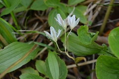 Gagea triflora