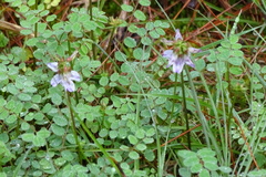 Astragalus nokoensis