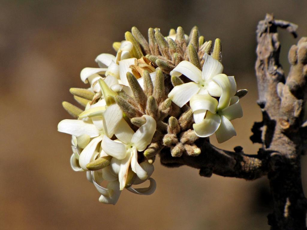 Aspidosperma