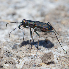 Cicindela haemorrhagica