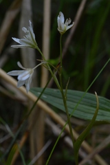 Gagea triflora