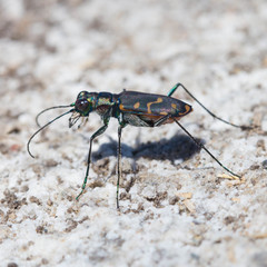 Cicindela haemorrhagica