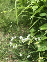 Valerianella umbilicata