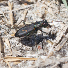 Cicindela haemorrhagica