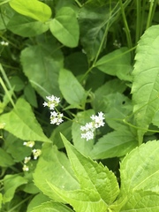 Valerianella umbilicata