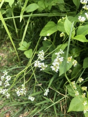Valerianella umbilicata