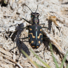 Cicindela haemorrhagica
