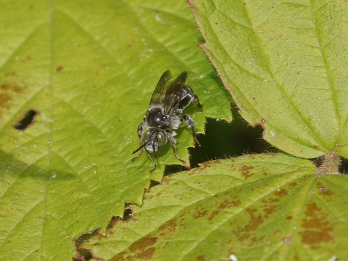 Macropis Cuckoo Bee photographed in New Hampshire