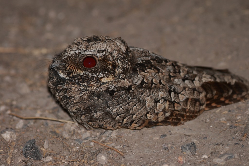 Nuttall's Poorwill
