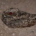 Nuttall's Poorwill - Photo (c) Juan Cruzado Cortés, some rights reserved (CC BY-SA), uploaded by Juan Cruzado Cortés