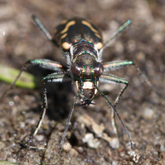 Cicindela haemorrhagica