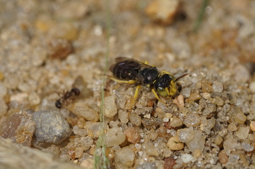 Eastern Miner Bee photo 3