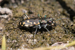 Cicindela haemorrhagica