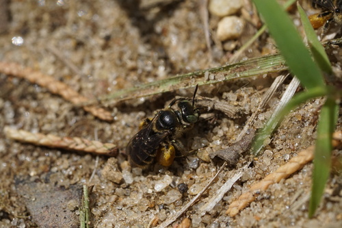 Eastern Miner Bee photo 4