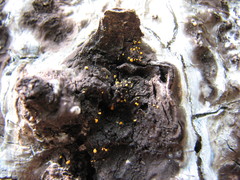 Eustilbum aureum