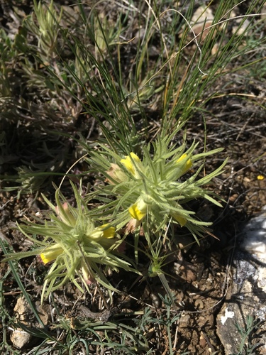 Bungea trifida