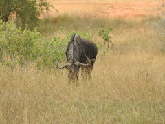 Connochaetes taurinus taurinus