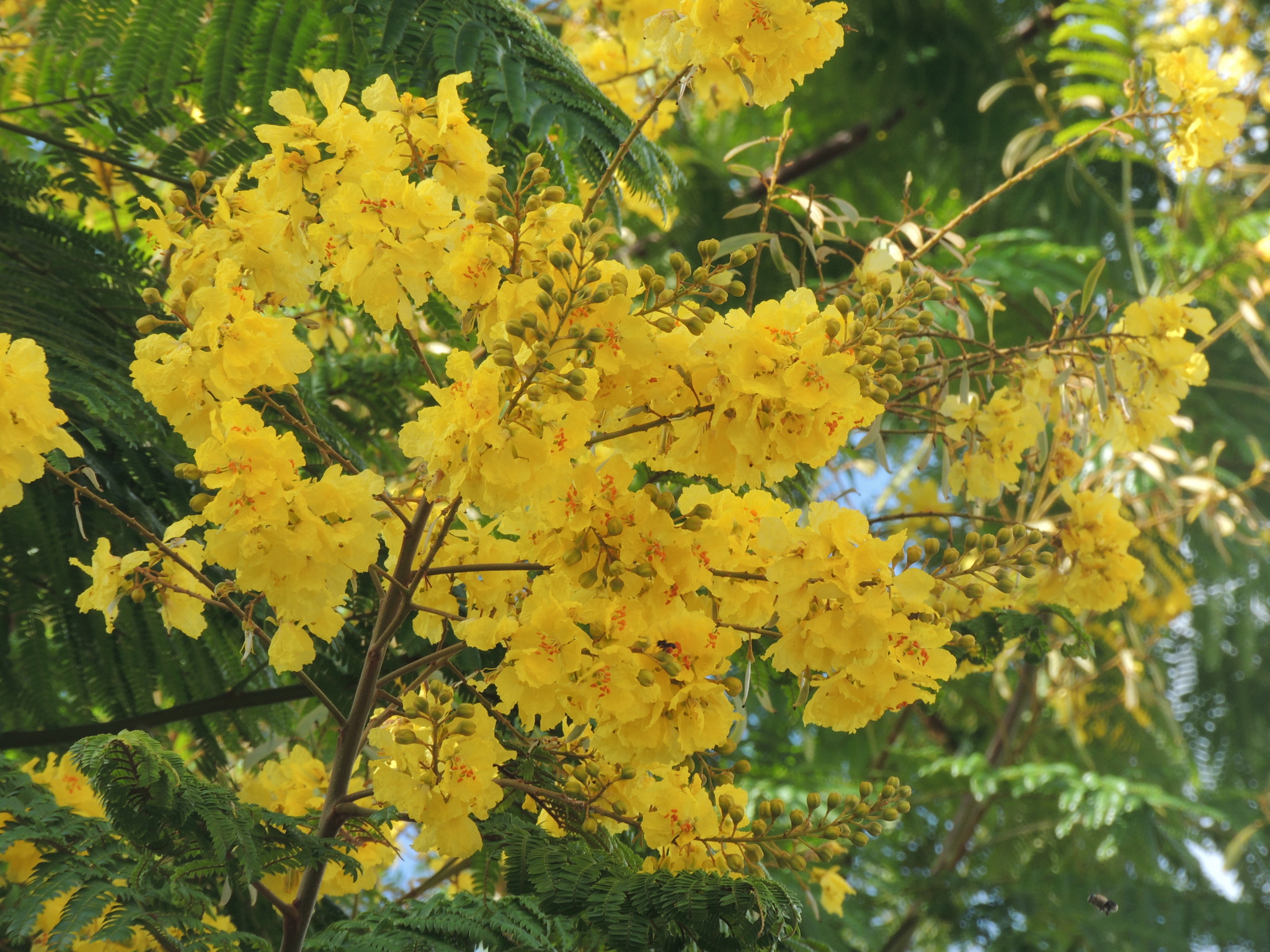 Imagem de Ipê-amarelo