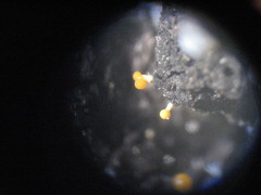 Eustilbum aureum