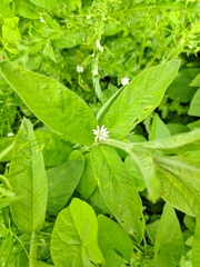 Stellaria nemorum