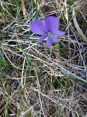 Viola bertolonii