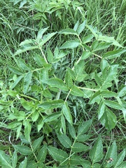 Angelica atropurpurea