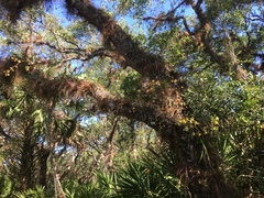 Encyclia tampensis image