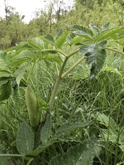 Angelica atropurpurea
