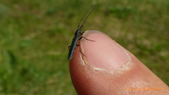 Theophilea subcylindricollis
