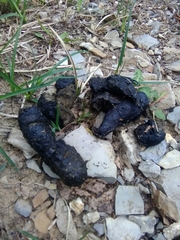 Canis lupus italicus