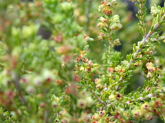 Erica serrata