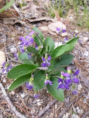 Viola fimbriatula