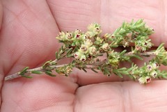 Erica serrata