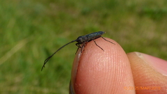 Theophilea subcylindricollis