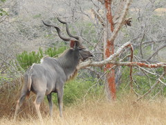 Tragelaphus strepsiceros