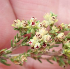 Erica serrata