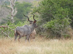 Tragelaphus strepsiceros