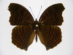 Junonia gregorii