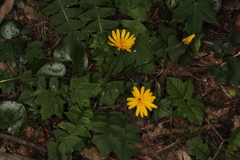 Aposeris foetida