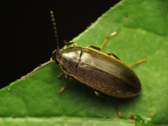 Hymenorus