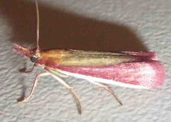 Oncocera