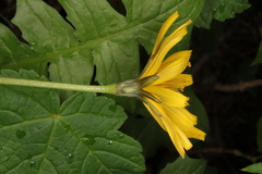 Aposeris foetida