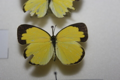 Eurema alitha