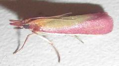 Oncocera