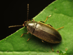 Hymenorus