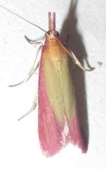 Oncocera
