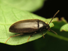 Hymenorus
